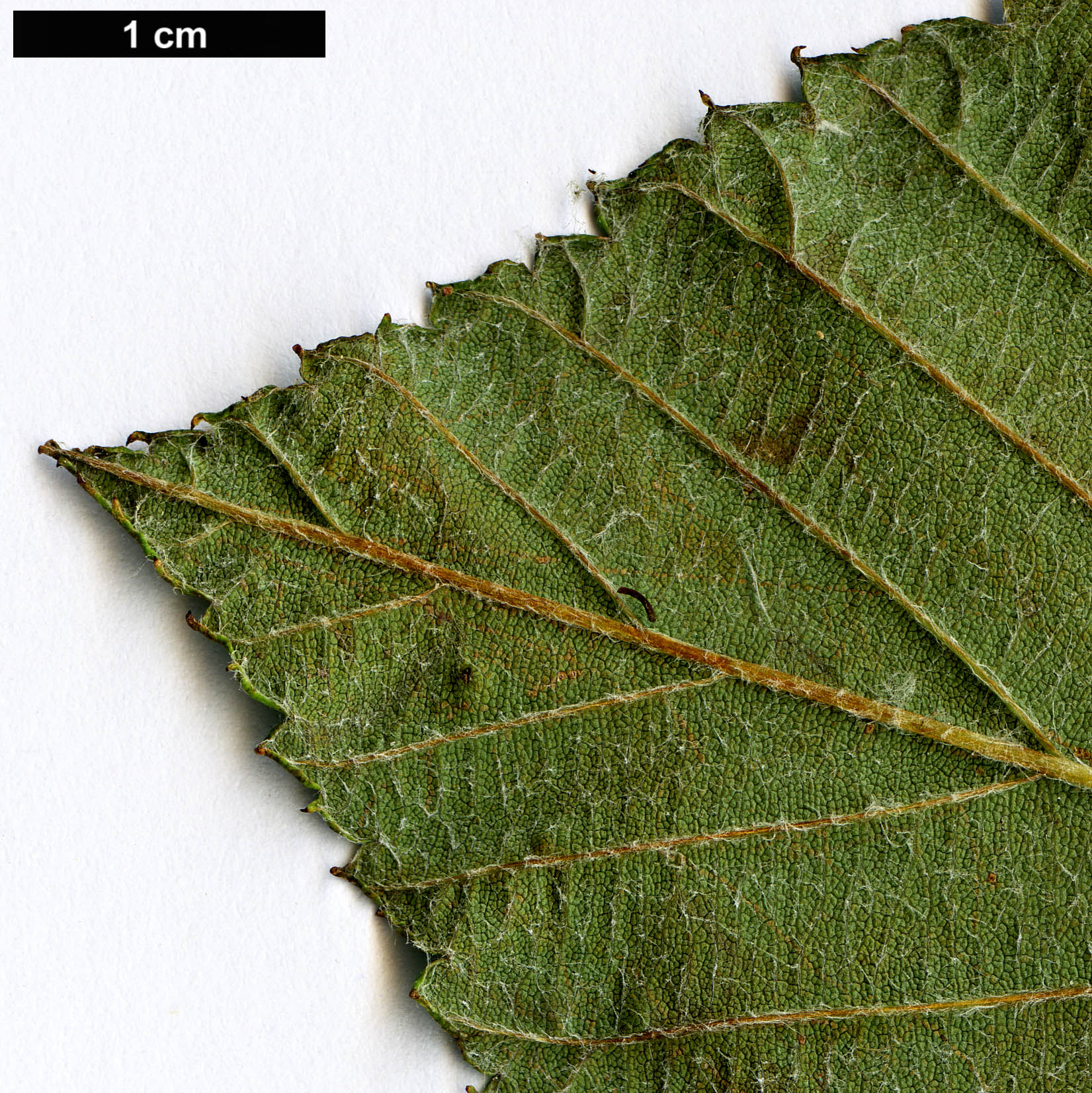 High resolution image: Family: Rosaceae - Genus: Sorbus - Taxon: heseltinei - SpeciesSub: var. glabrescens